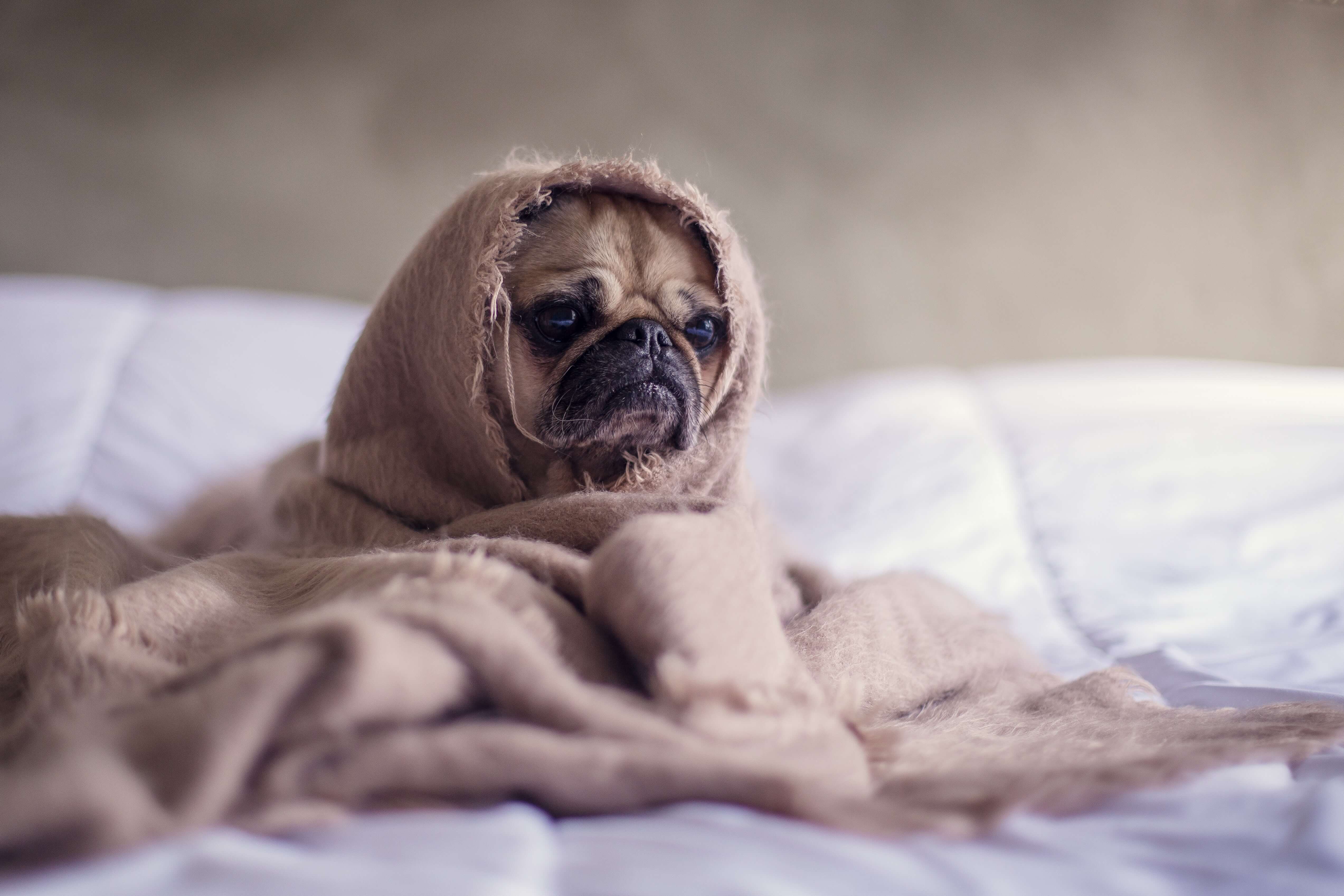 Al momento stai visualizzando Perché gli animali si ammalano? Le vere cause