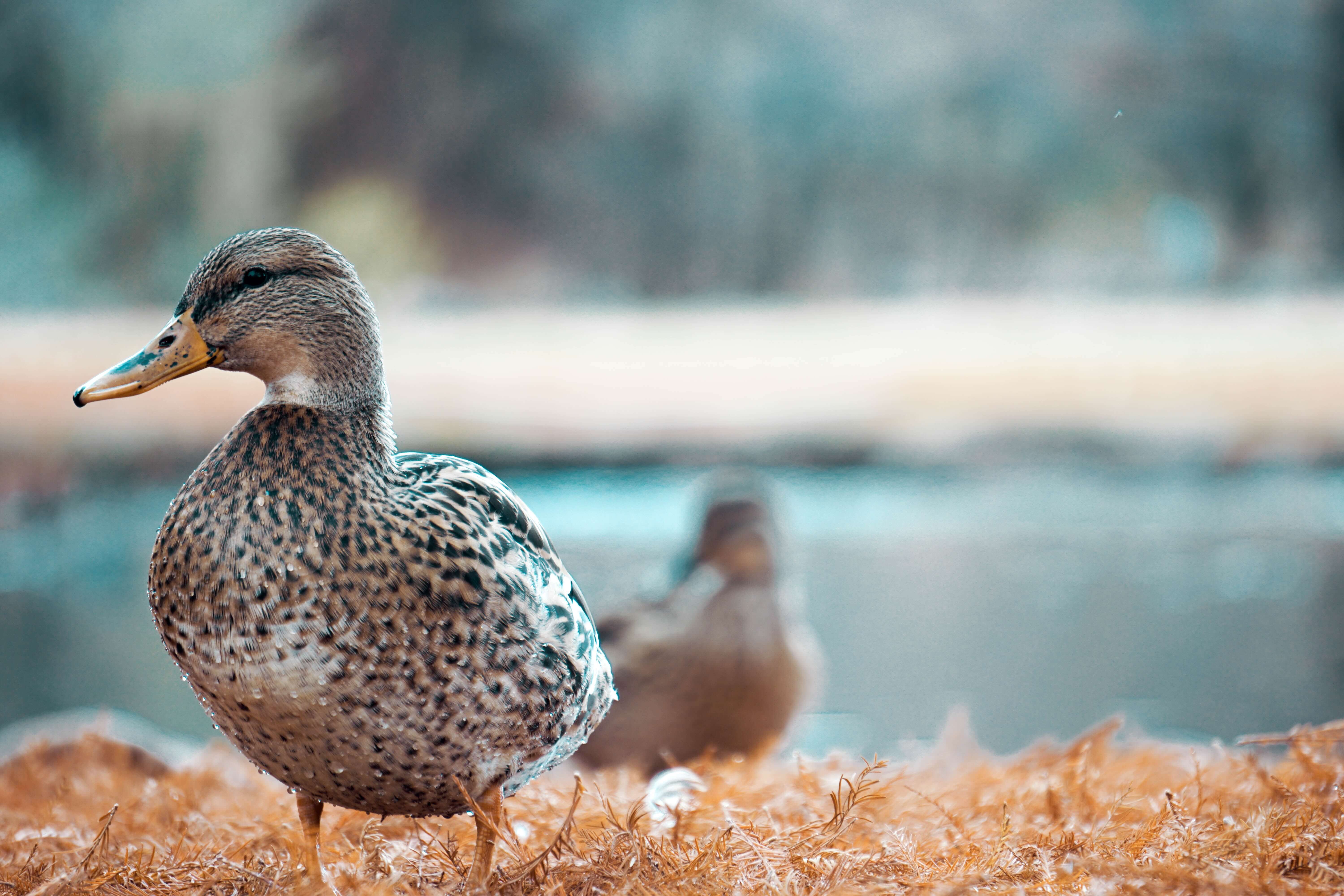 Al momento stai visualizzando Feed the ducks: what is best and what to avoid