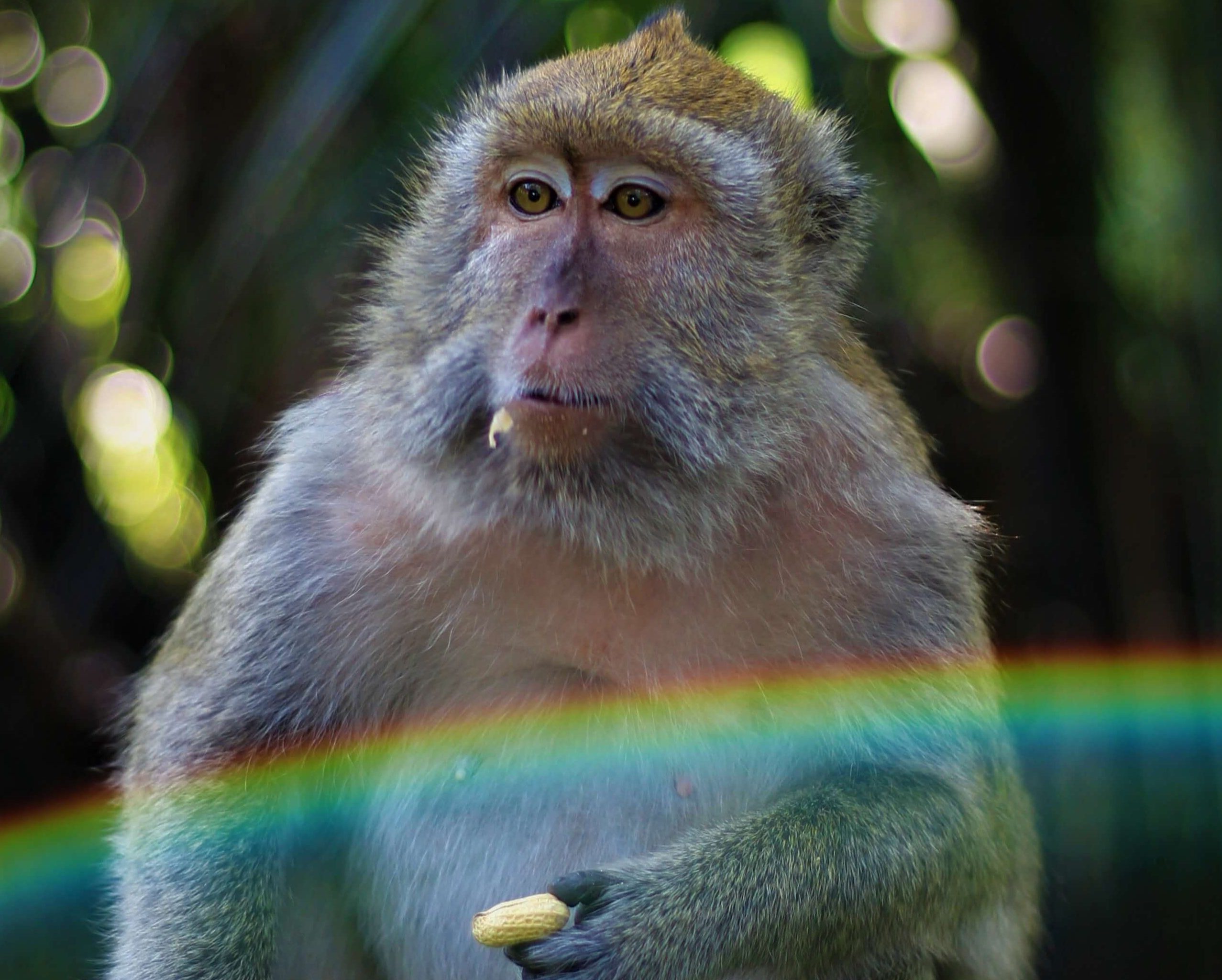 Al momento stai visualizzando Animals have Chakras too