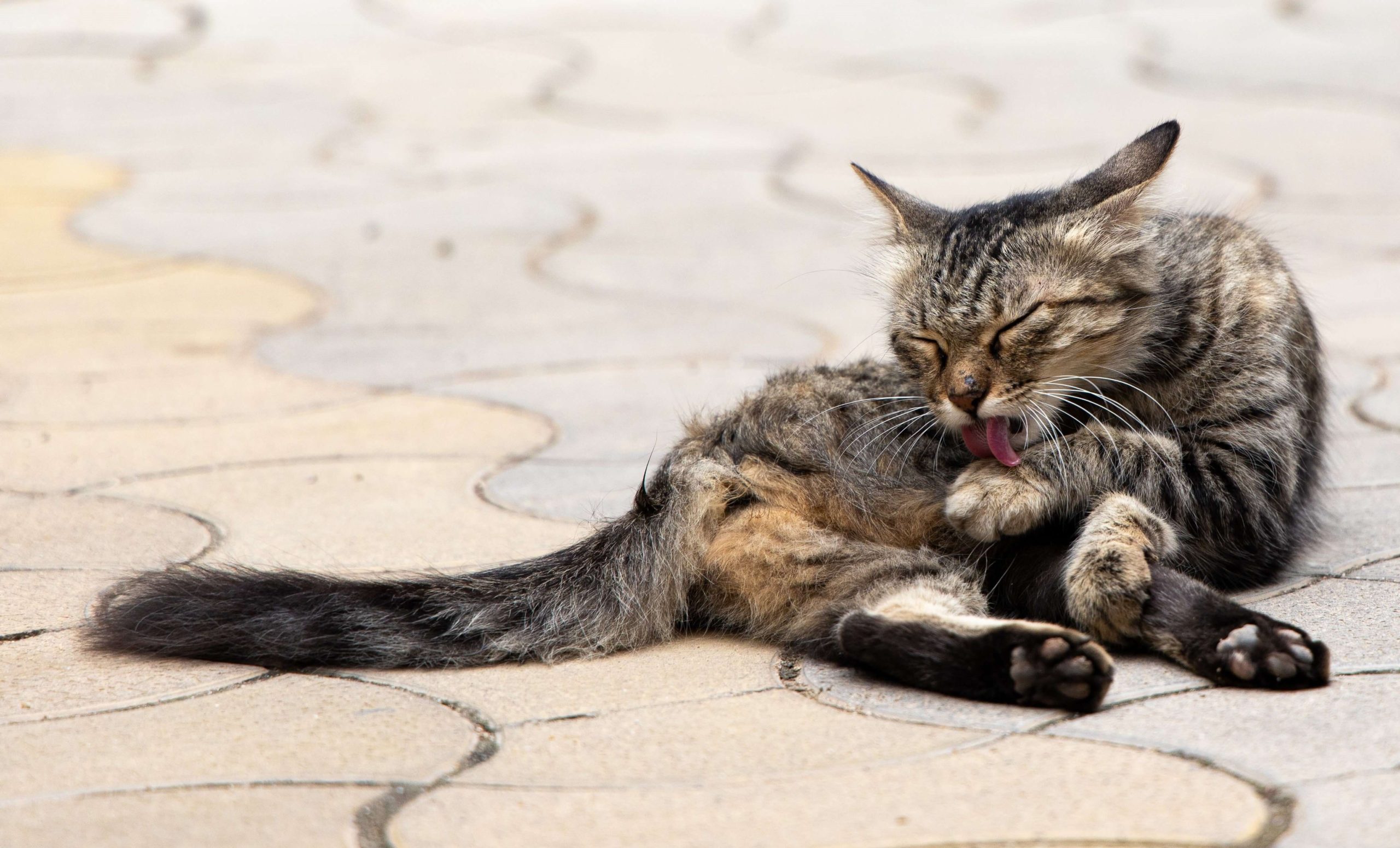 Scopri di più sull'articolo Why Is My Cat Itching And Licking So Much?