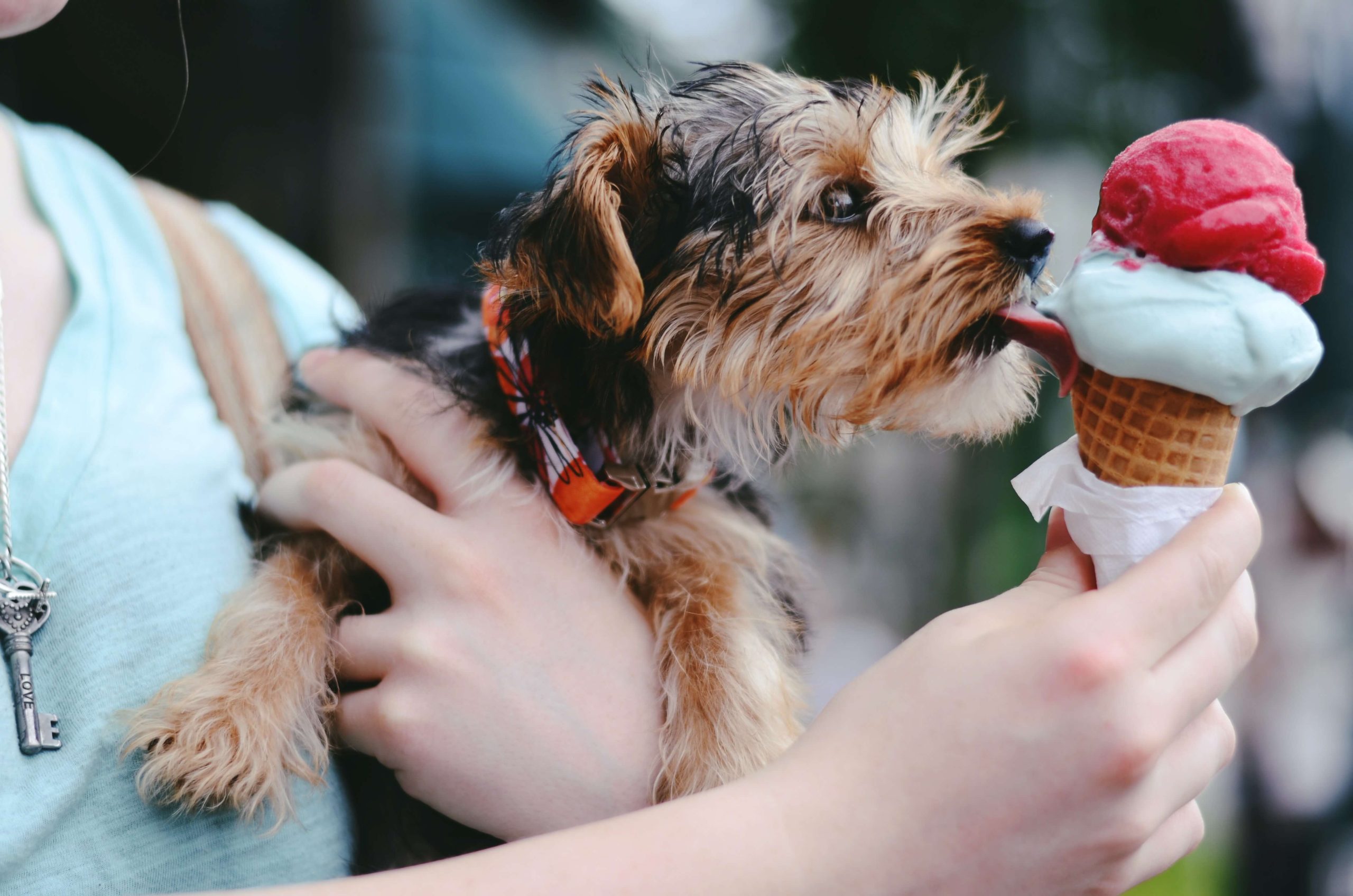 Al momento stai visualizzando Foods That Are Toxic For Cats And Dogs