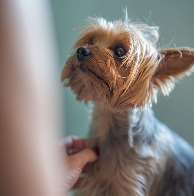 Al momento stai visualizzando What can I give my dog to relieve itching?