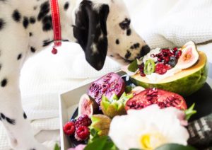 Scopri di più sull'articolo What is the best diet for my pet?