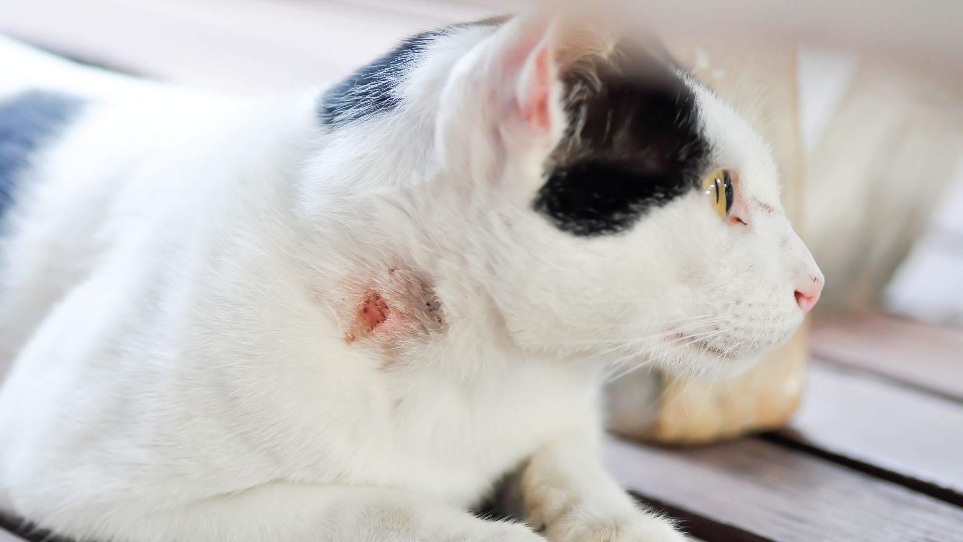 Al momento stai visualizzando Rimedi Casalinghi per l’Ascesso del Gatto