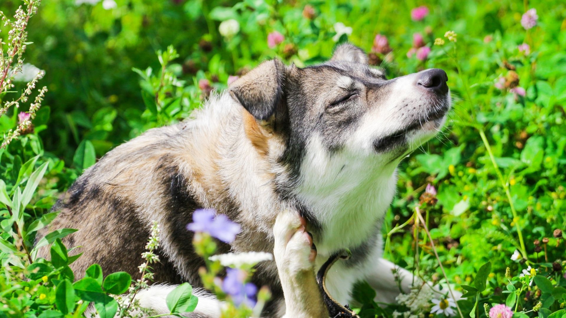 Al momento stai visualizzando Pulci sul tuo animale domestico – Rimedi naturali