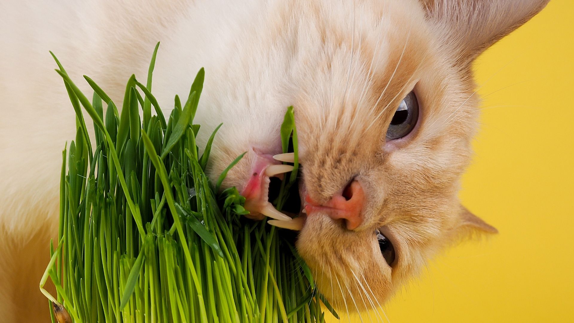 Al momento stai visualizzando Guarire il tuo animale domestico con le erbe