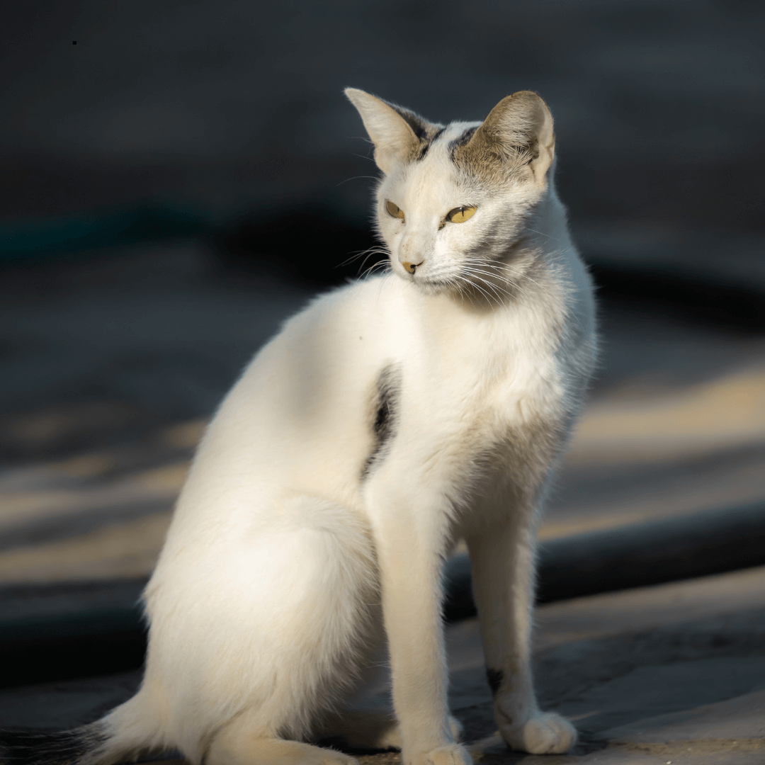 Scopri di più sull'articolo Gatto anziano che perde peso: normale o motivo di preoccupazione?